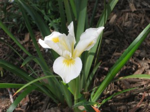 Iris douglasiana
